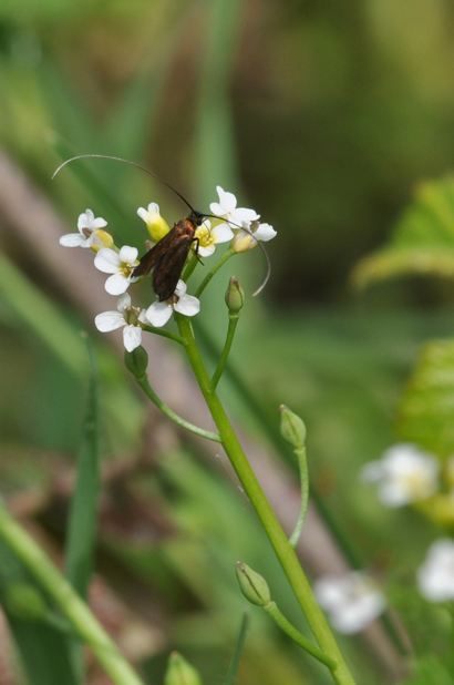 nemophora pfeifferella??